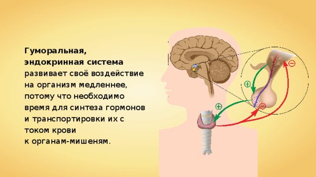 Гуморальная, эндокринная система развивает своё воздействие на организм медленнее, потому что необходимо время для синтеза гормонов и транспортировки их с током крови к органам-мишеням. 