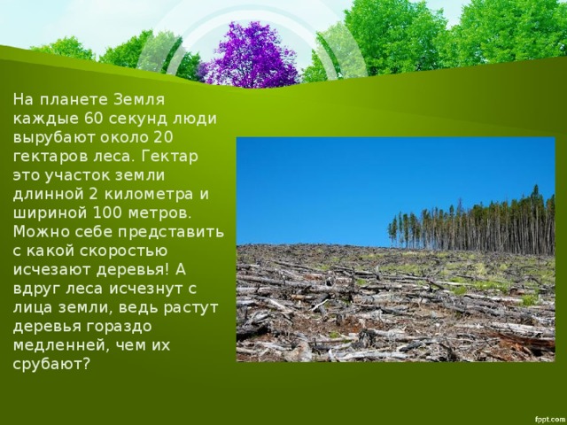 На планете Земля каждые 60 секунд люди вырубают около 20 гектаров леса. Гектар это участок земли длинной 2 километра и шириной 100 метров. Можно себе представить с какой скоростью исчезают деревья! А вдруг леса исчезнут с лица земли, ведь растут деревья гораздо медленней, чем их срубают? 