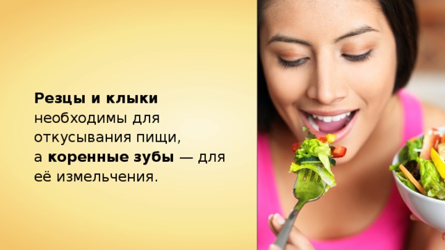 Резцы и клыки необходимы для откусывания пищи, а коренные зубы — для её измельчения. 