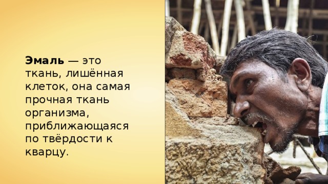 Эмаль — это ткань, лишённая клеток, она самая прочная ткань организма, приближающаяся по твёрдости к кварцу. 