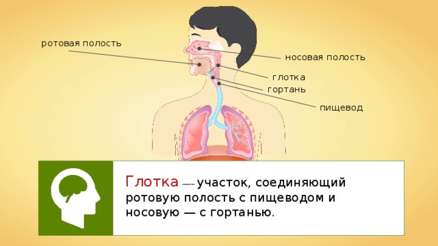 ротовая полость носовая полость глотка гортань пищевод Глотка  —– участок, соединяющий ротовую полость с пищеводом и носовую — с гортанью. 