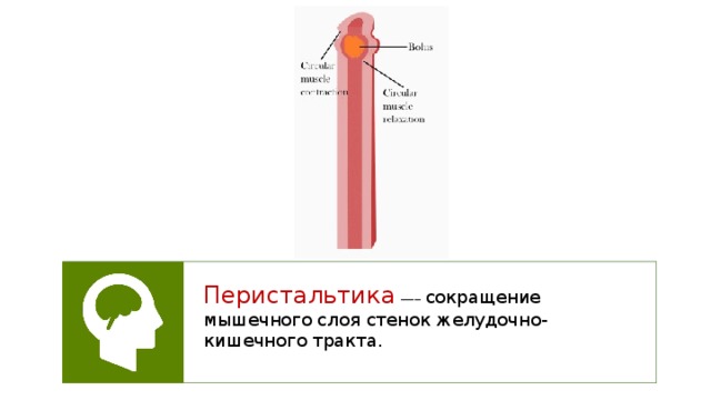 Перистальтика  —– сокращение мышечного слоя стенок желудочно-кишечного тракта. 