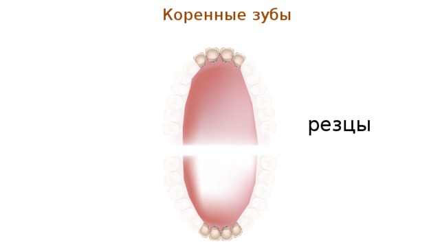 Коренные зубы резцы 