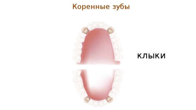 Коренные зубы клыки 