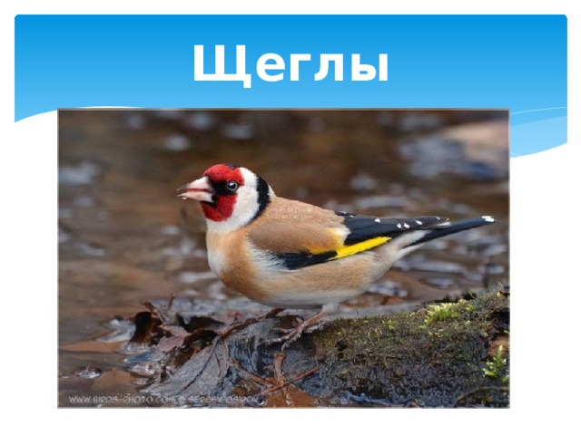 Щеглы 