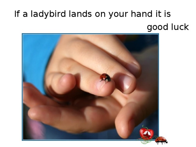 If a ladybird lands on your hand it is good luck 