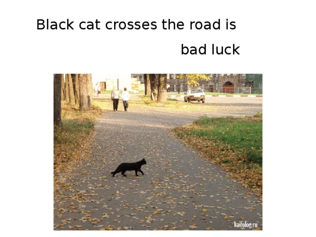 Black cat crosses the road is bad luck 