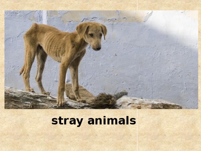 stray animals 