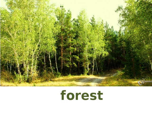 forest 