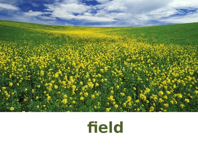 field 
