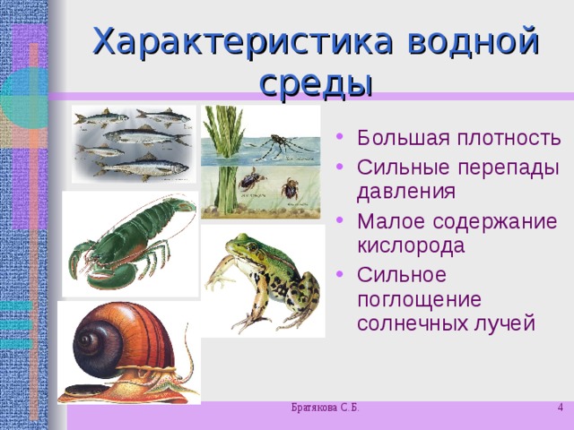 Характеристика водной среды Большая плотность Сильные перепады давления Малое содержание кислорода Сильное поглощение солнечных лучей Братякова С.Б.  