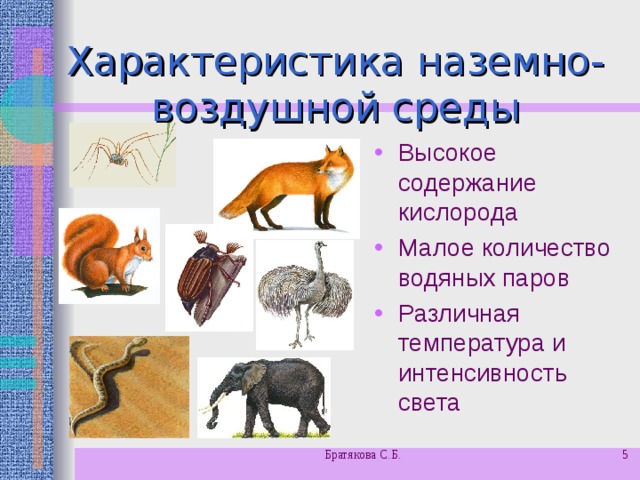 Характеристика наземно-воздушной среды Высокое содержание кислорода Малое количество водяных паров Различная температура и интенсивность света Братякова С.Б.  
