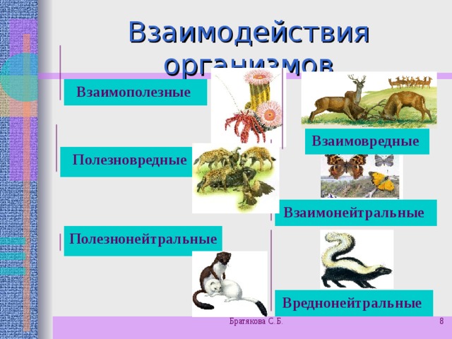 Взаимодействия организмов Взаимополезные  Взаимовредные Полезновредные  Взаимонейтральные  Полезнонейтральные  Вреднонейтральные Братякова С.Б.  