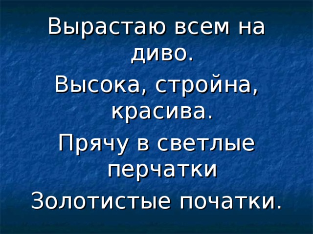 Вырастаю всем на диво. Высока, стройна, красива. Прячу в светлые перчатки Золотистые початки. 
