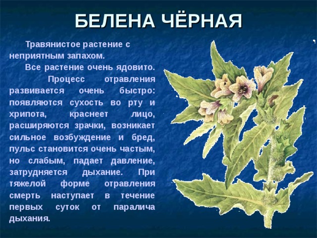 БЕЛЕНА ЧЁРНАЯ  Травянистое растение с неприятным запахом.  Все растение очень ядовито. Процесс отравления развивается очень быстро: появляются сухость во рту и хрипота, краснеет лицо, расширяются зрачки, возникает сильное возбуждение и бред, пульс становится очень частым, но слабым, падает давление, затрудняется дыхание. При тяжелой форме отравления смерть наступает в течение первых суток от паралича дыхания.  
