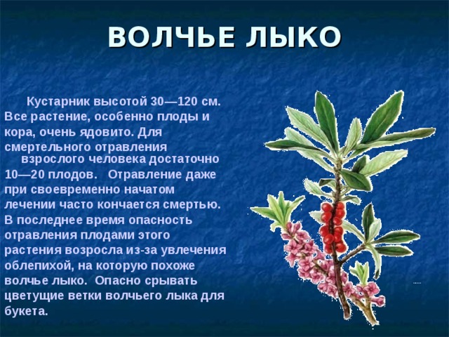 ВОЛЧЬЕ ЛЫКО Кустарник высотой 30—120 см. Кустарник высотой 30—120 см. Все растение, особенно плоды и кора, очень ядовито. Для смертельного отравления взрослого человека достаточно 10—20 плодов. Отравление даже при своевременно начатом лечении часто кончается смертью. В последнее время опасность отравления плодами этого растения возросла из-за увлечения облепихой, на которую похоже волчье лыко. Опасно срывать цветущие ветки волчьего лыка для букета. 