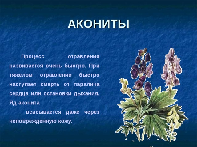 АКОНИТЫ    Процесс отравления развивается очень быстро. При тяжелом отравлении быстро наступает смерть от паралича сердца или остановки дыхания. Яд аконита  всасывается даже через неповрежденную кожу.  