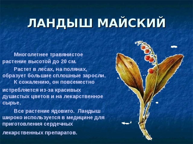 ЛАНДЫШ МАЙСКИЙ    Многолетнее травянистое растение высотой до 20 см.    Растет в лесах, на полянах, образует большие сплошные заросли.   К сожалению, он повсеместно  истребляется из-за красивых душистых цветов и на лекарственное сырье.    Все растение ядовито. Ландыш широко используется в медицине для приготовления сердечных лекарственных препаратов.  