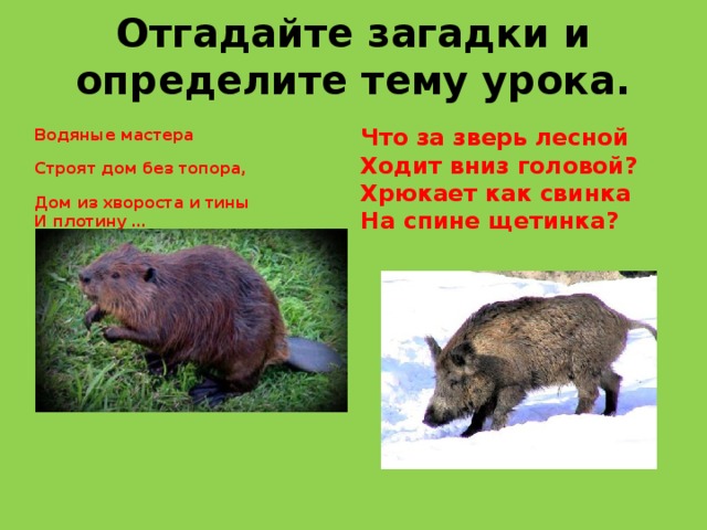 Отгадайте загадки и определите тему урока.  Что за зверь лесной Ходит вниз головой? Хрюкает как свинка На спине щетинка?   Водяные мастера Строят дом без топора, Дом из хвороста и тины И плотину …  