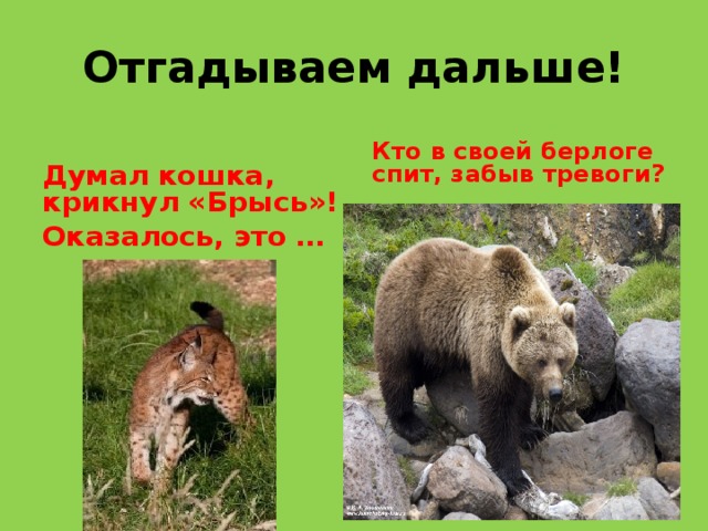 Отгадываем дальше!  Кто в своей берлоге спит, забыв тревоги?   Думал кошка, крикнул «Брысь»! Оказалось, это …  