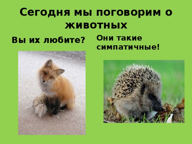 Сегодня мы поговорим о животных Вы их любите? Они такие симпатичные! 