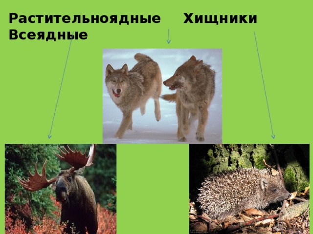 Растительноядные  Хищники  Всеядные 