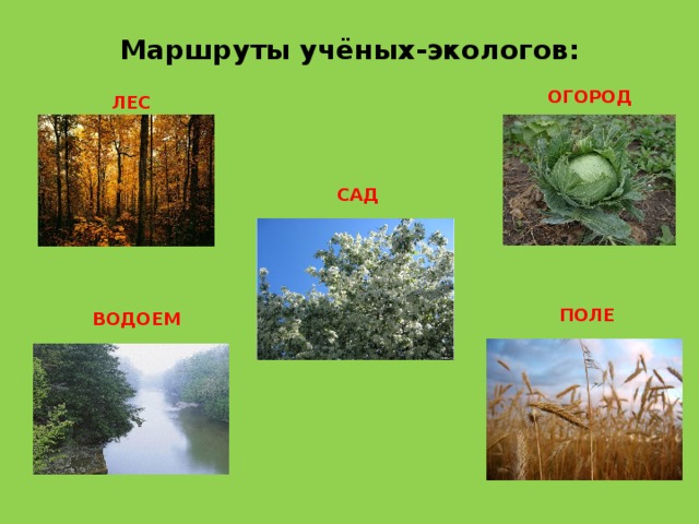 Маршруты учёных-экологов :   ОГОРОД ЛЕС САД ПОЛЕ ВОДОЕМ 