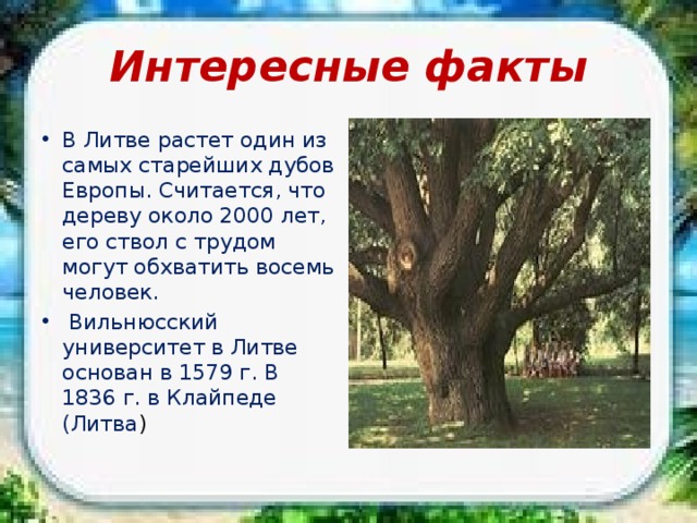 Интересные факты В Литве растет один из самых старейших дубов Европы. Считается, что дереву около 2000 лет, его ствол с трудом могут обхватить восемь человек.  Вильнюсский университет в Литве основан в 1579 г. В 1836 г. в Клайпеде (Литва ) 