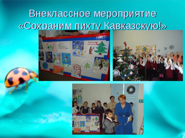 Внеклассное мероприятие «Сохраним пихту Кавказскую!» 