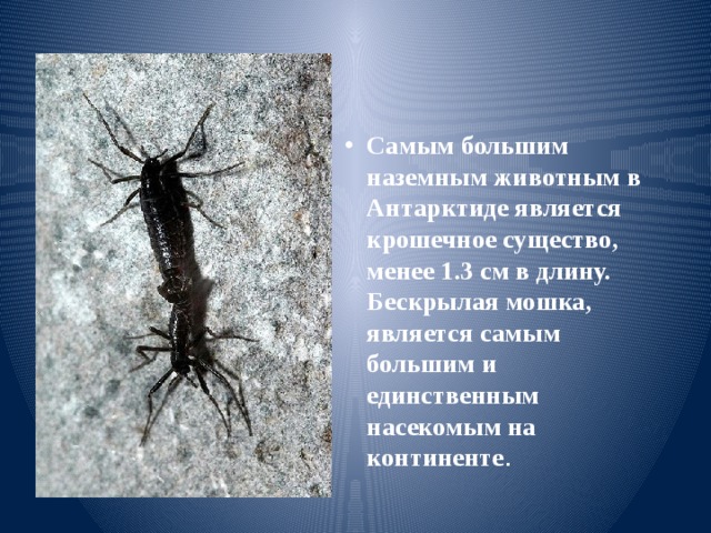 Самым большим наземным животным в Антарктиде является крошечное существо, менее 1.3 см в длину. Бескрылая мошка, является самым большим и единственным насекомым на континенте . 