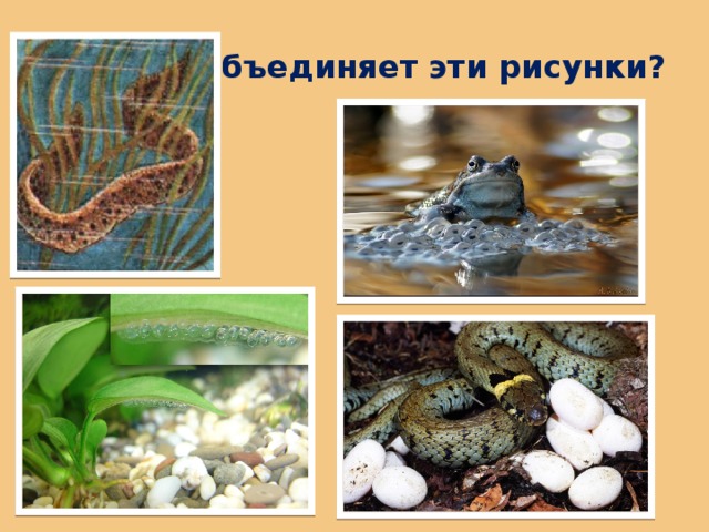 Что объединяет эти рисунки? 