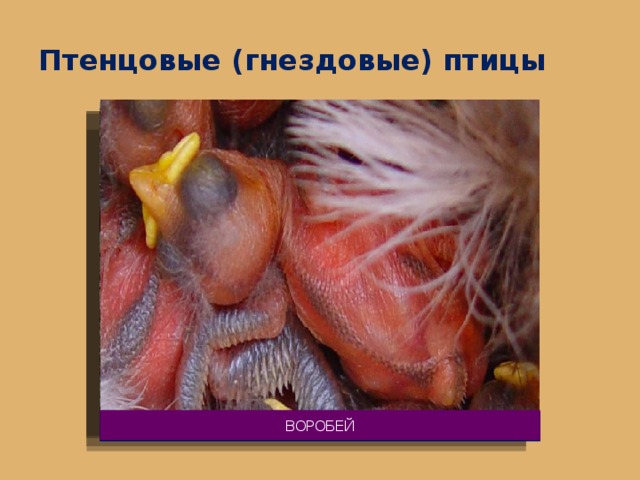 Птенцовые (гнездовые) птицы ВОРОБЕЙ ВОРОНА ГОЛУБЬ БЕРКУТ 13 
