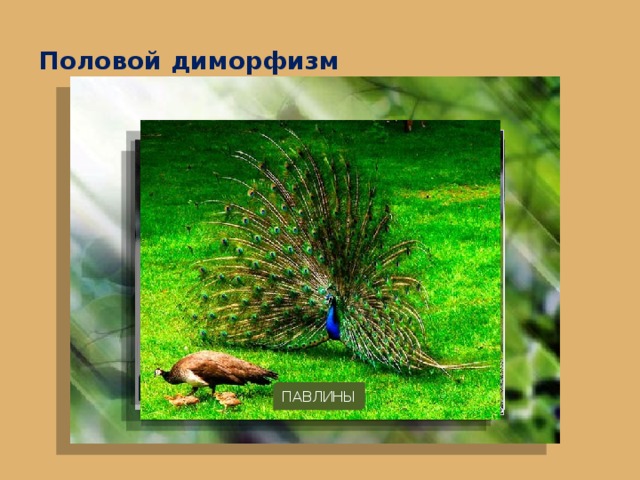 Половой диморфизм УТКИ ГЛУХАРИ ПАВЛИНЫ ПЕТУХ И КУРИЦА 5 