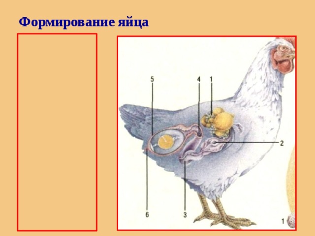 Формирование  яйца   