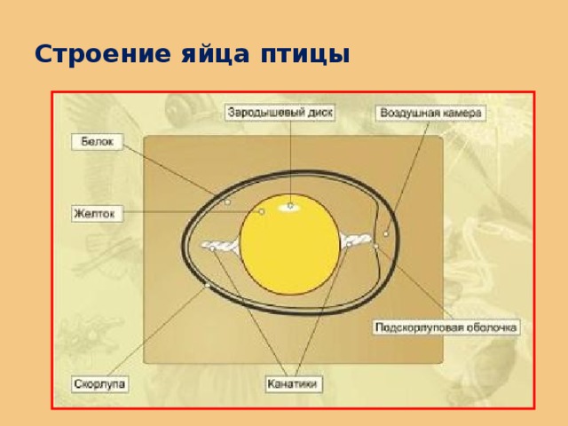 Строение яйца птицы 