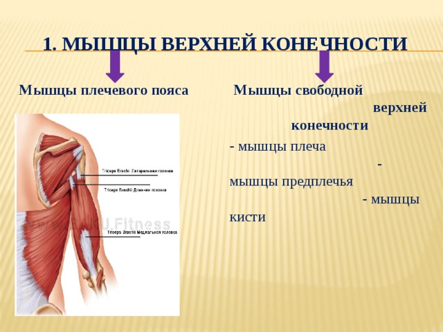 1. Мышцы верхней конечности Мышцы плечевого пояса    Мышцы свободной верхней конечности - мышцы плеча - мышцы предплечья - мышцы кисти 