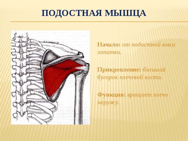 Подостная мышца  Начало: от подостной ямки лопатки.  Прикрепление: большой бугорок плечевой кости.  Функция: вращает плечо наружу. 