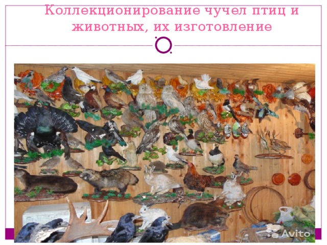 Коллекционирование чучел птиц и животных, их изготовление 