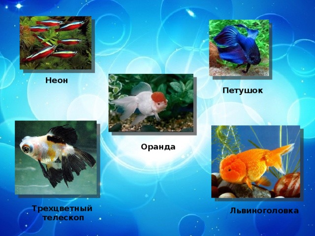 Неон Петушок Оранда Трехцветный  телескоп Львиноголовка 