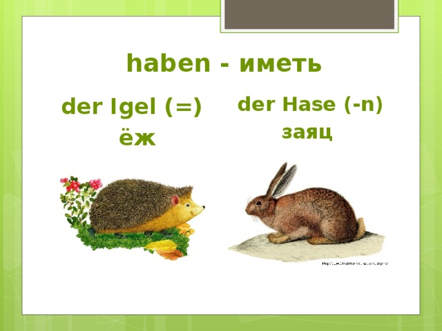  haben - иметь  der Igel (=)  der Hase (-n)  ёж  заяц 
