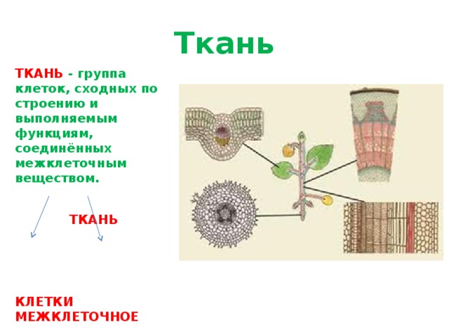 Ткань ТКАНЬ - группа клеток, сходных по строению и выполняемым функциям, соединённых межклеточным веществом.   ТКАНЬ КЛЕТКИ  МЕЖКЛЕТОЧНОЕ  ВЕЩЕСТВО Ткань — группа клеток, которые имеют общее происхождение, выполняют одну функцию и занимают свойственное им положение в организме растения. Органы растения образованы разными тканями.  