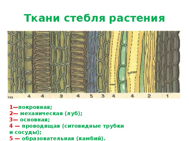 Ткани стебля растения 1. Покровная ткань. 1— покровная; 2— механическая (луб); 3— основная; 4 — проводящая (ситовидные трубки и сосуды); 5 — образовательная (камбий).  