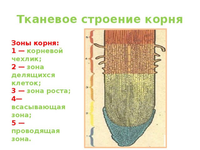 Тканевое строение корня Зоны корня: 1 —  корневой чехлик; 2 —  зона делящихся клеток; 3 —  зона роста; 4—  всасывающая зона; 5 —  проводящая зона. 