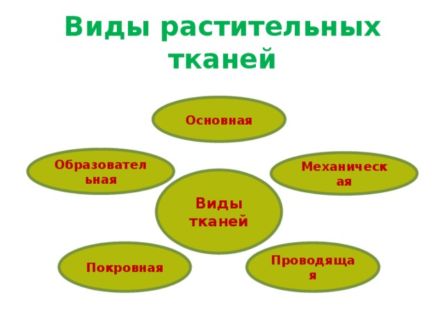 Виды растительных тканей Основная Образовательная Механическая Виды тканей Покровная Проводящая 