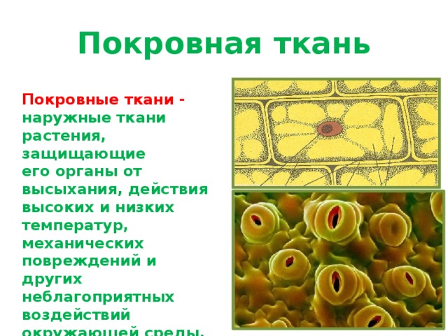 Покровная ткань Покровные ткани - наружные ткани растения, защищающие его органы от высыхания, действия высоких и низких температур, механических повреждений и других неблагоприятных воздействий окружающей среды. Покровные ткани - наружные ткани растения, защищающие его органы от высыхания, действия высоких и низких температур, механических повреждений и других неблагоприятных воздействий окружающей среды.  