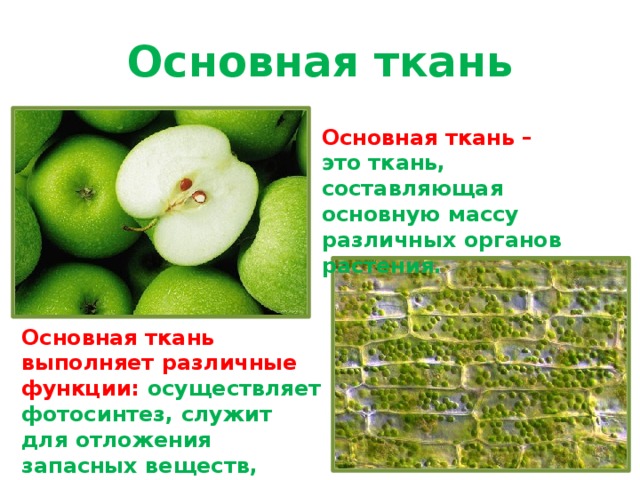 Основная ткань Основная ткань – это ткань, составляющая основную массу различных органов растения. Основная ткань выполняет различные функции: осуществляет фотосинтез, служит для отложения запасных веществ, осуществляет всасывание воды. 