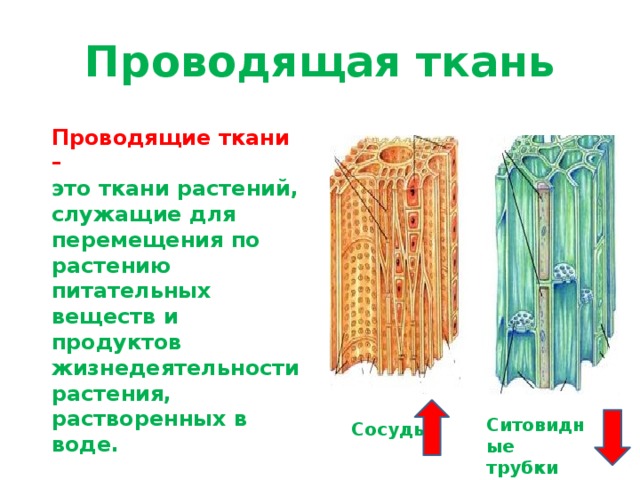 Проводящая ткань Проводящие ткани – это ткани растений, служащие для перемещения по растению питательных веществ и продуктов жизнедеятельности растения, растворенных в воде. На рисунках изображены сосуды древесины и ситовидные трубки коры. Сосуды Ситовидные трубки Сосуды  