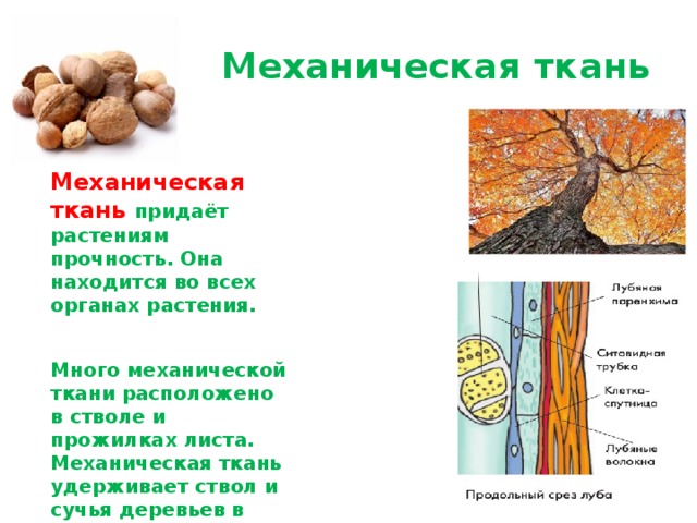  Механическая ткань Механическая ткань придаёт растениям прочность. Она находится во всех органах растения. Много механической ткани расположено в стволе и прожилках листа. Механическая ткань удерживает ствол и сучья деревьев в вертикальном положении. 