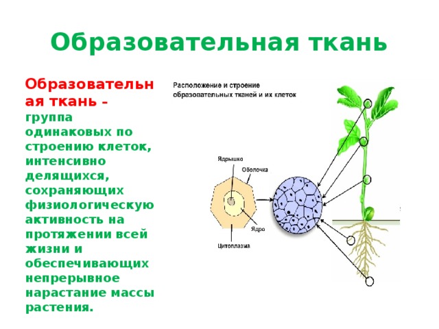 Образовательная ткань Образовательная ткань – группа одинаковых по строению клеток, интенсивно делящихся, сохраняющих физиологическую активность на протяжении всей жизни и обеспечивающих непрерывное нарастание массы растения. 