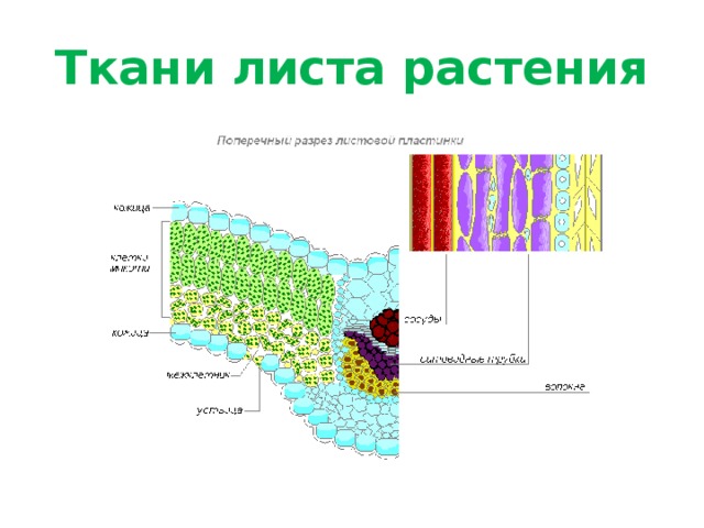 Ткани листа растения 